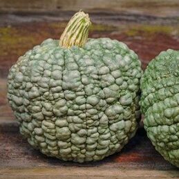 Ķirbis 'Gusto de Horno'